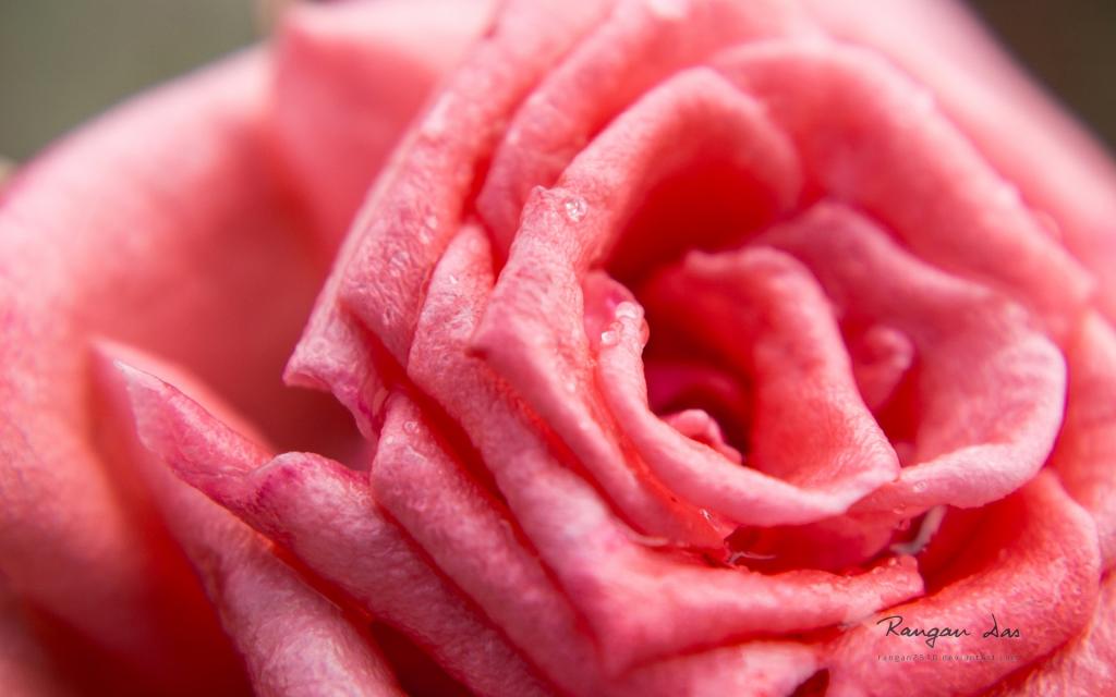 植物花卉上的小水珠