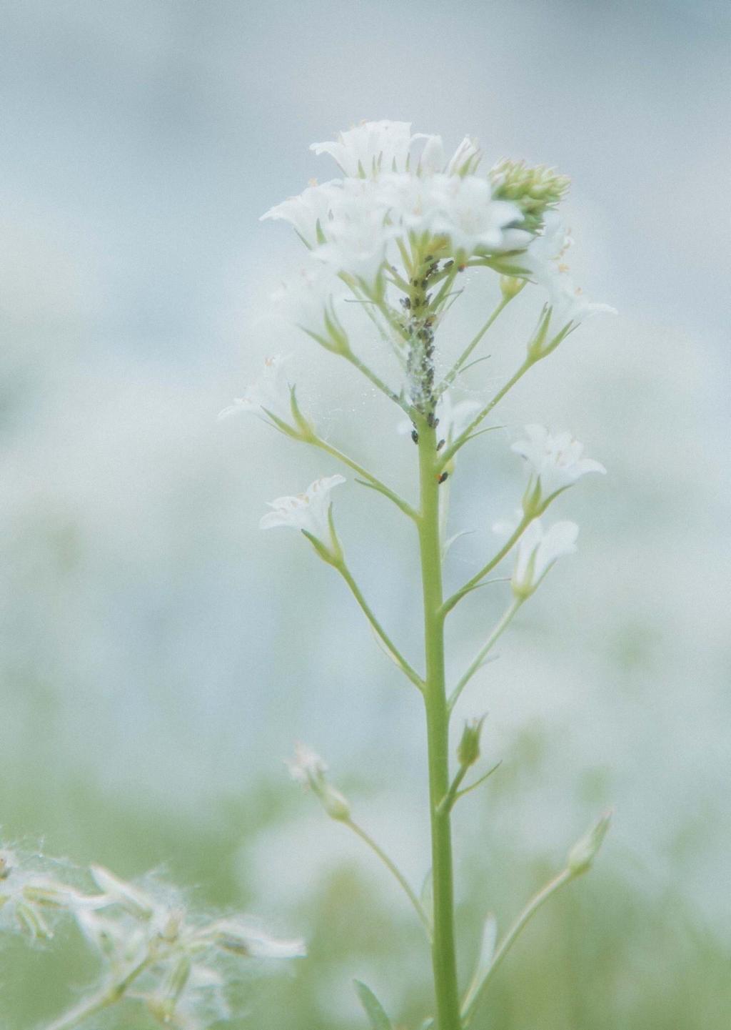 清新养眼治愈系户外植物微距摄影