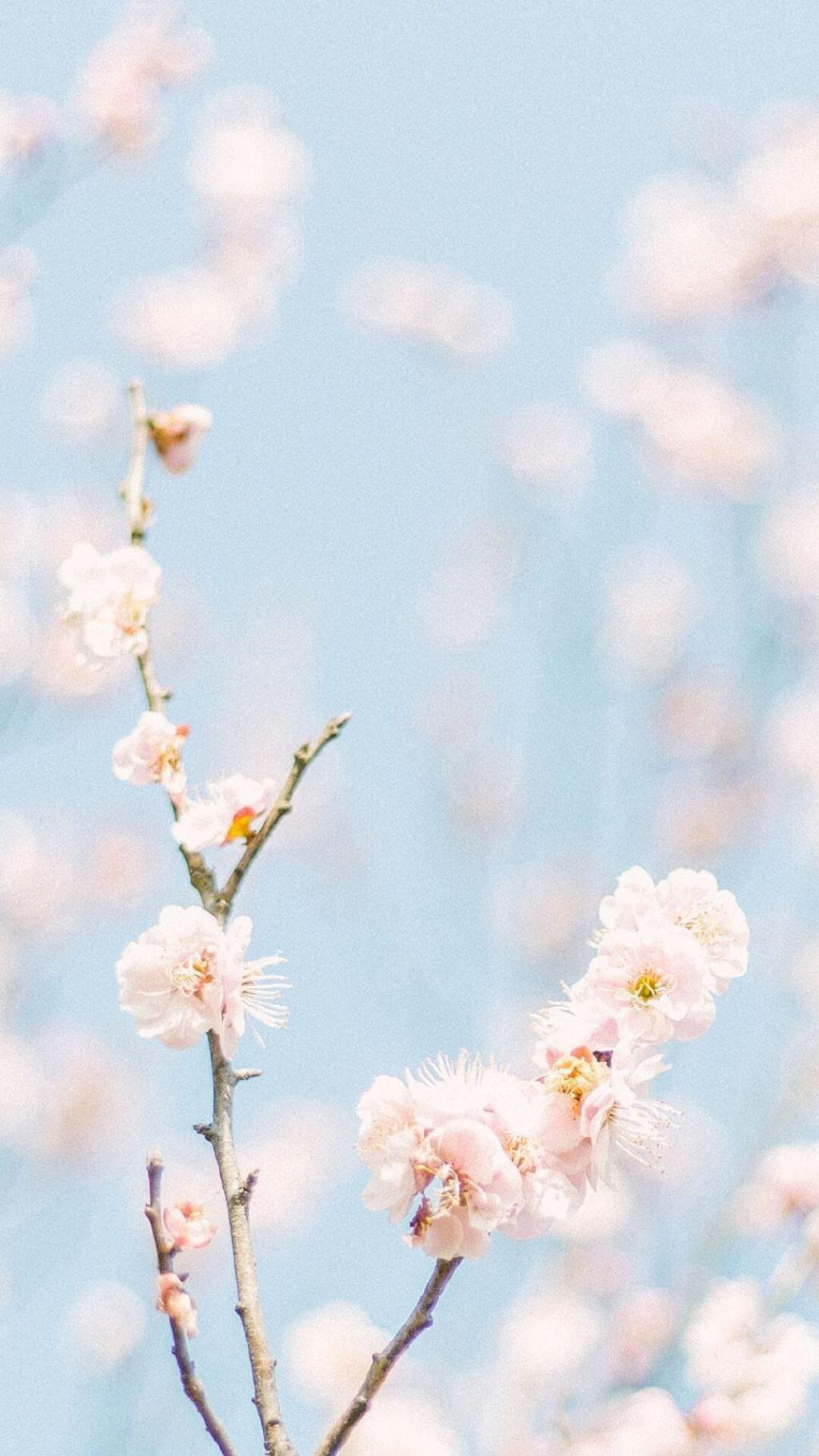 春季清新唯美花卉