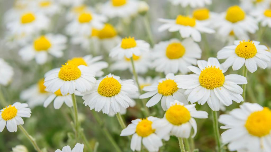 具有清爽气的小白菊