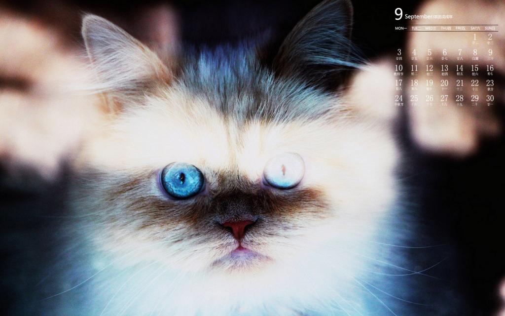 2018年9月可爱猫咪日常卖萌图片日历