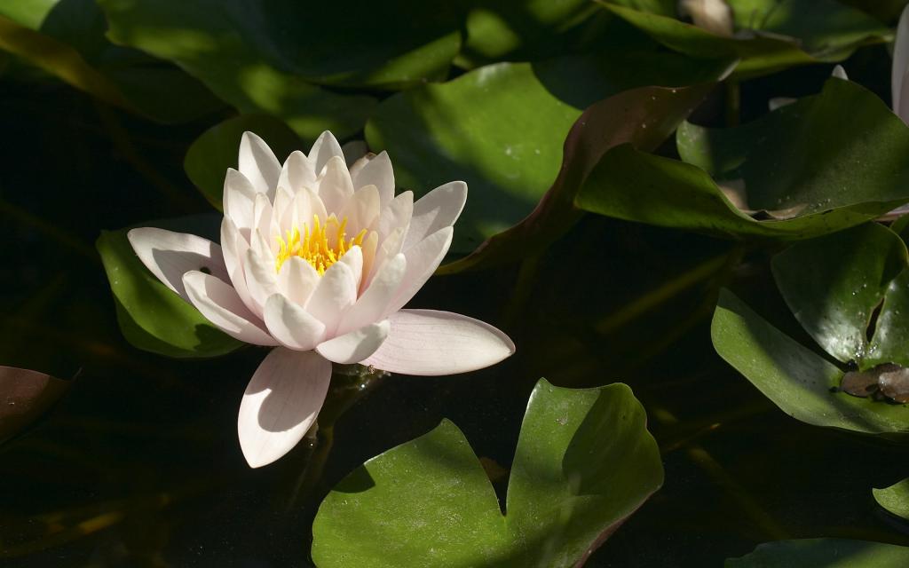 超大美丽鲜花特写