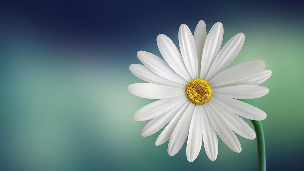 清新的玛格丽特花