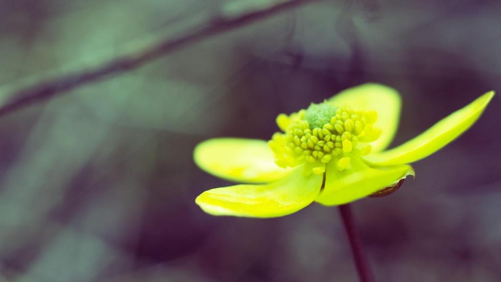 摄影下清新花卉唯美特写写真