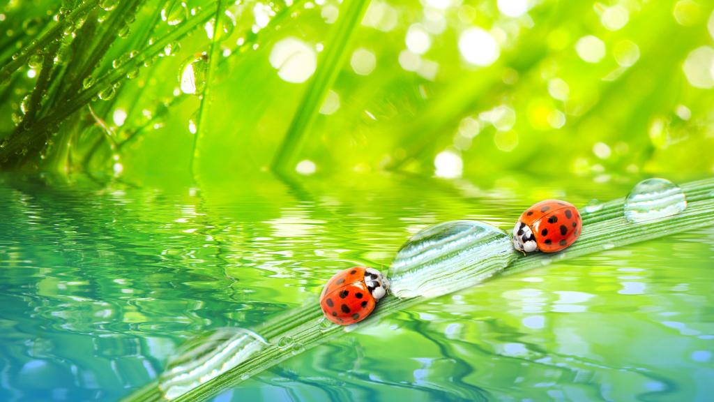 七星瓢虫与露水