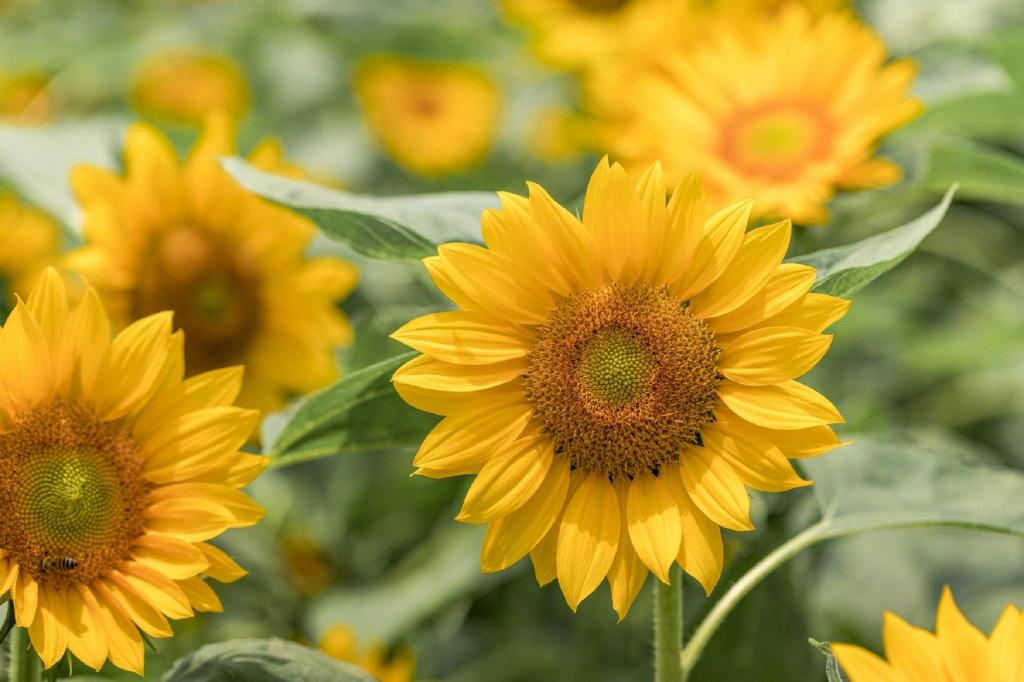 向日葵清新唯美微距写真