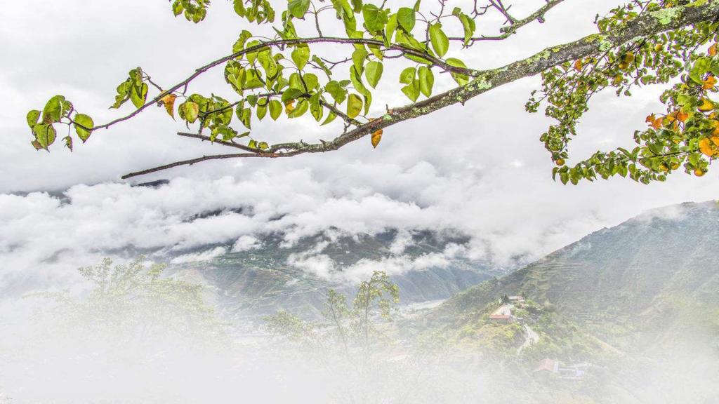 金川雪梨与它的生长环境