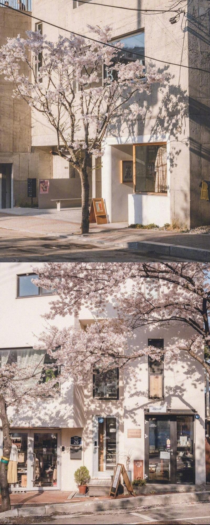 樱花时节小镇日系唯美文艺小清新摄影