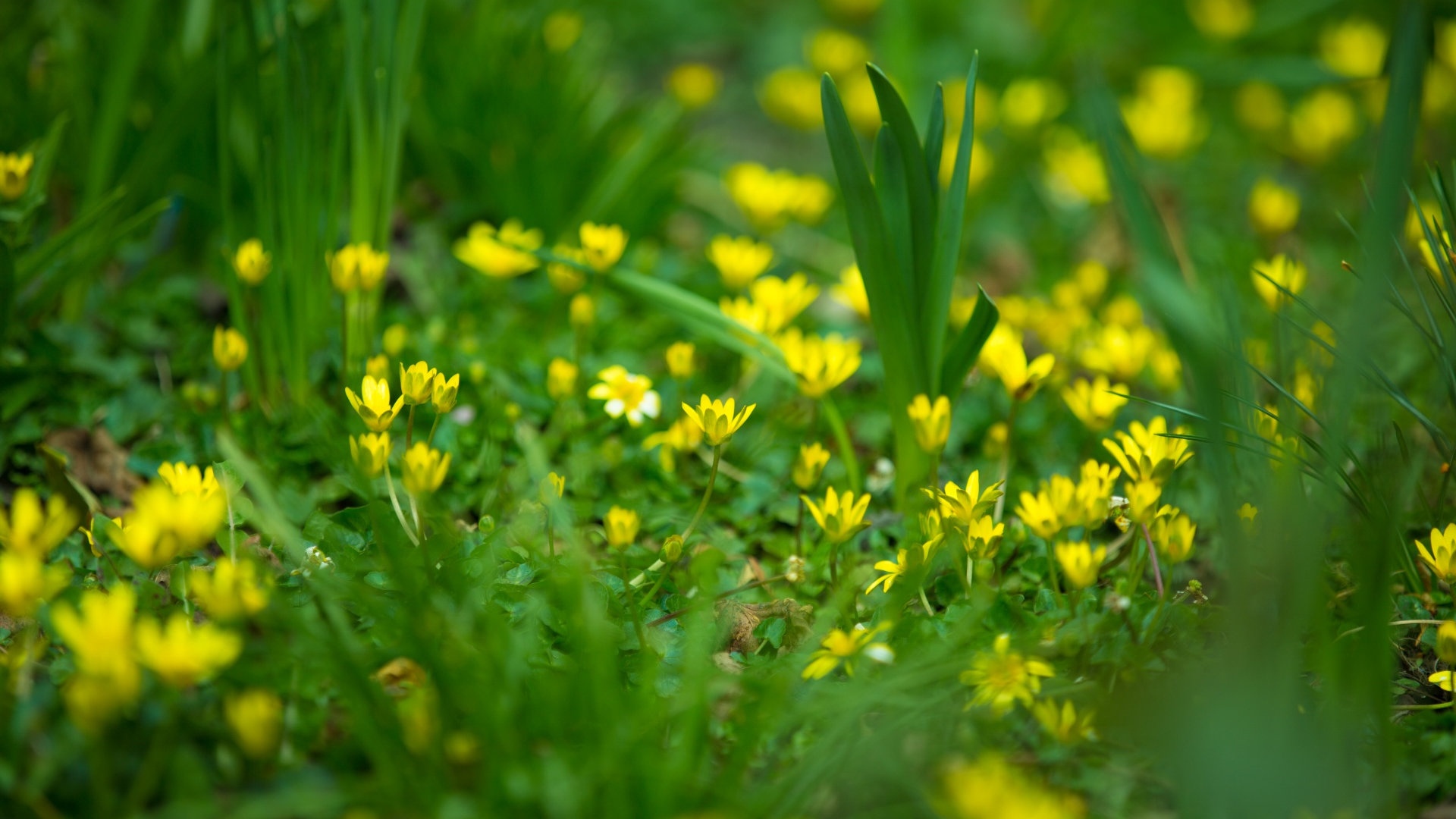 繁星点点的野花,高清图片,电脑桌面-壁纸族