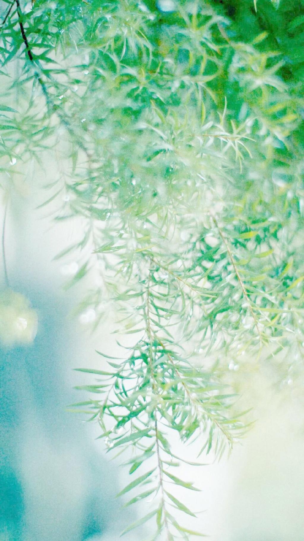 小清新翠绿植物