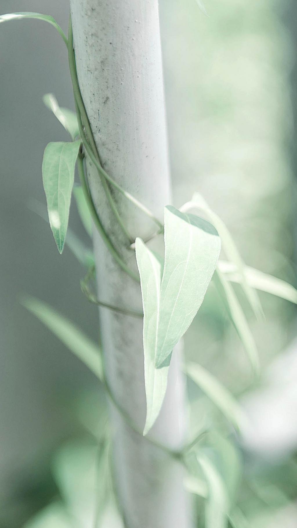 唯美清新绿色背景