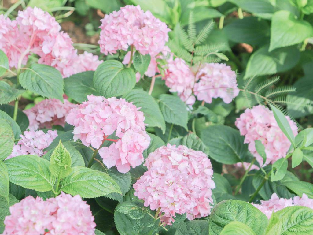 清新唯美绣球花