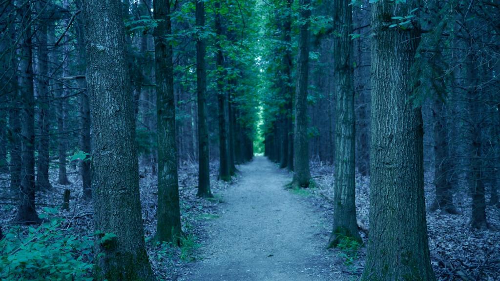 森林自然唯美风景