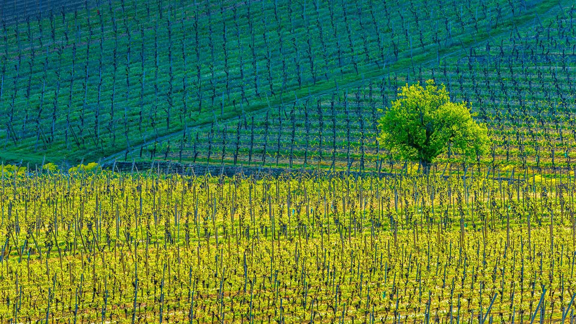 2018年Bing自然风光