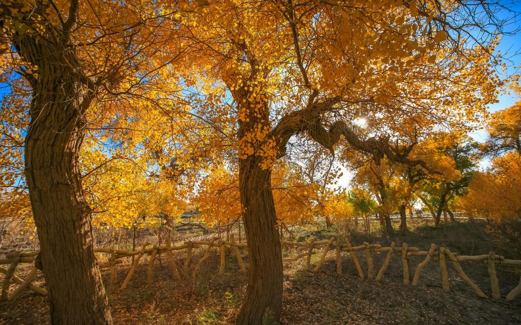 金黄的胡杨林唯美风景
