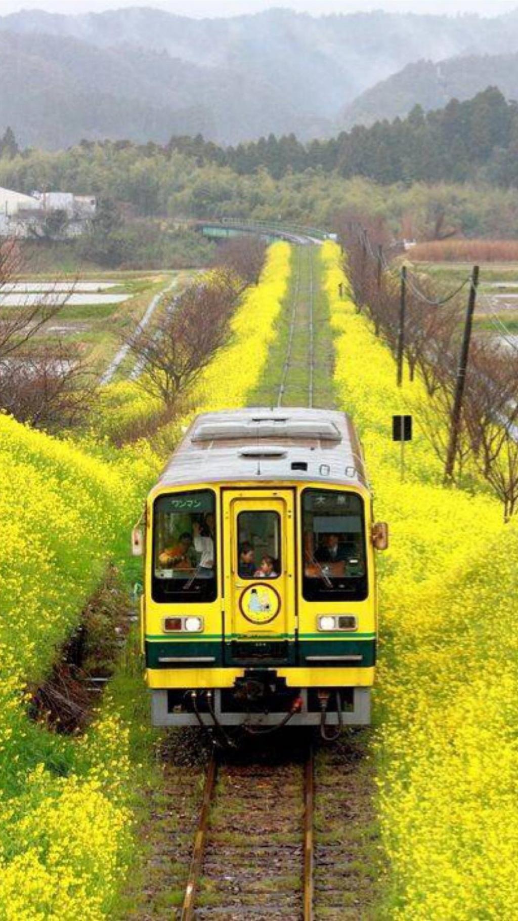 清新油菜花风景