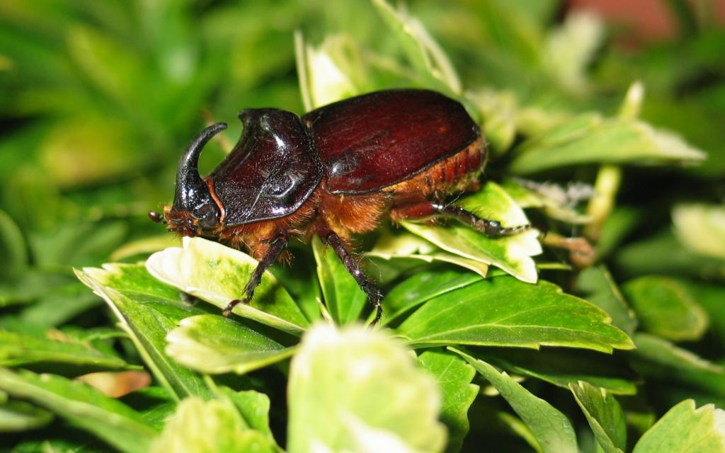 力大惊人的犀牛甲虫