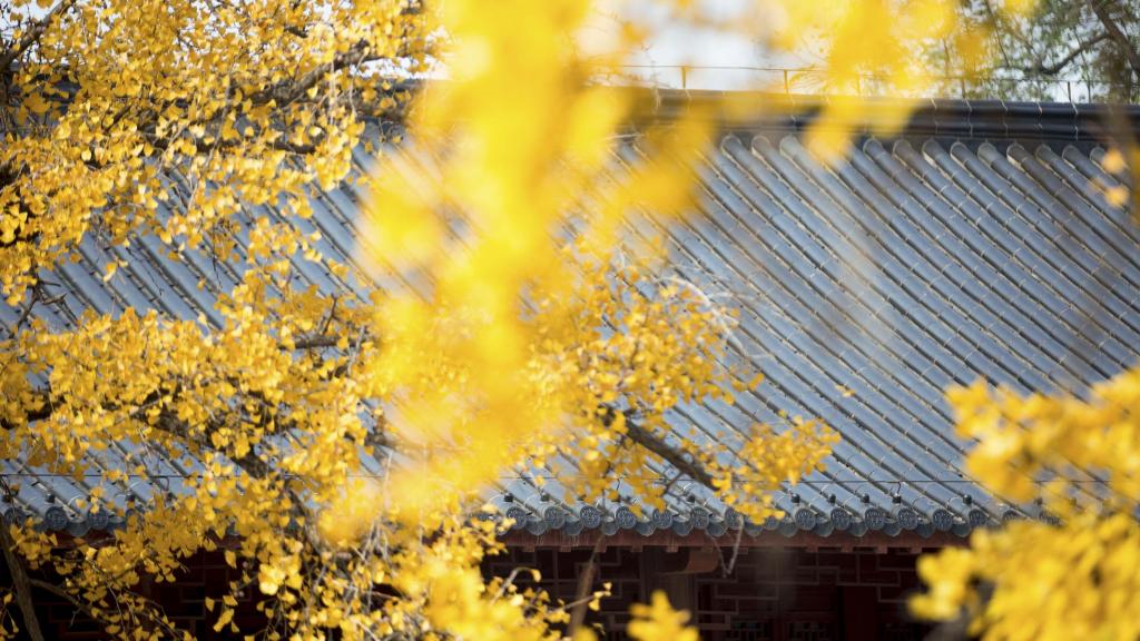 南京毗卢寺迷人秋景