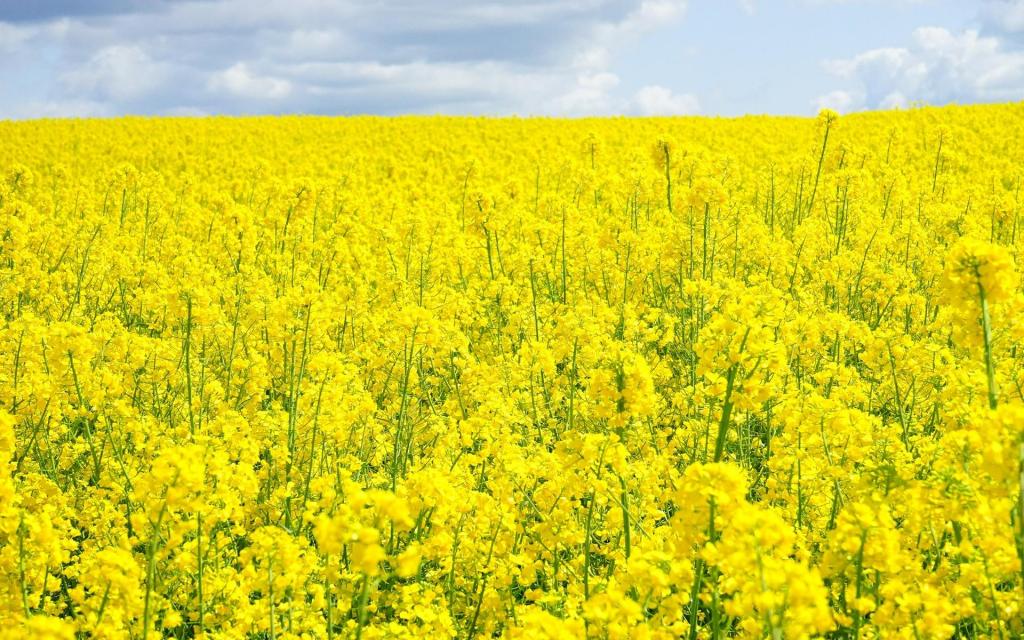 绚丽灿烂的油菜花花海