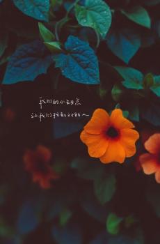 小清新花朵励志文字-2