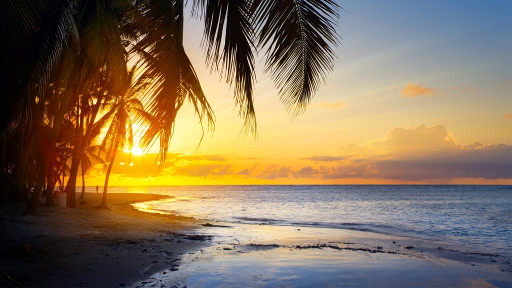 5k高清海滩椰树风景