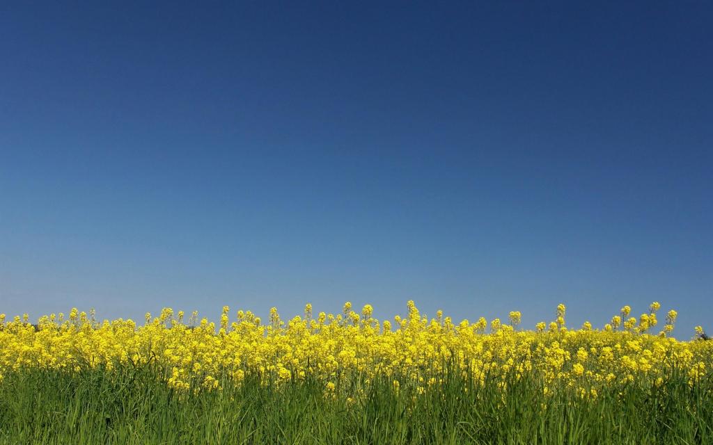 摄影下小清新油菜花