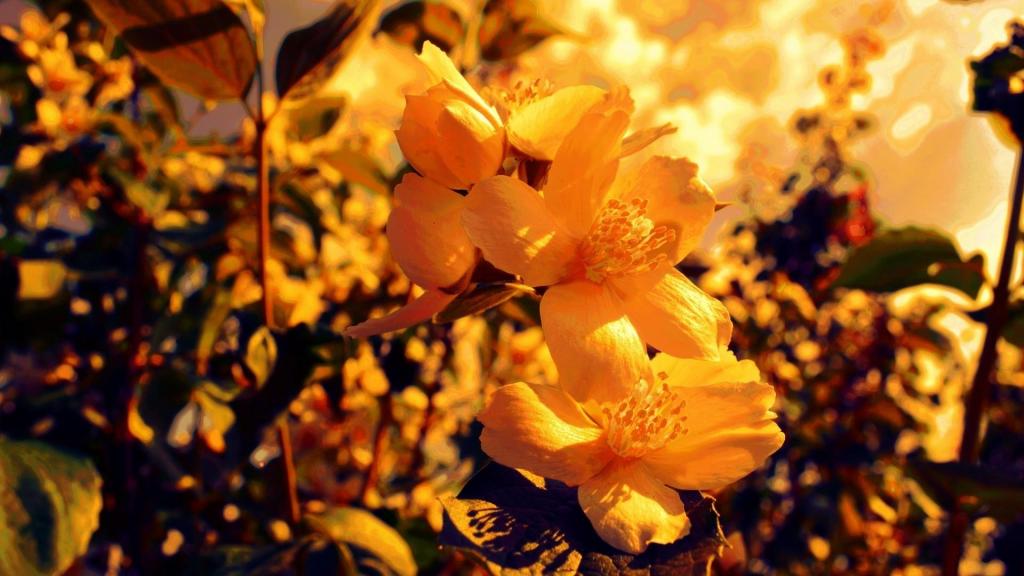 近拍下鲜艳迷人的唯美花朵