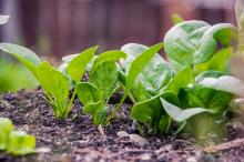 春天的蔬菜菠菜