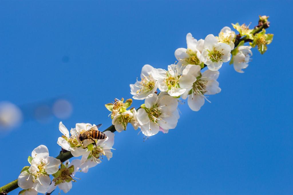 唯美梅花清新迷人摄影