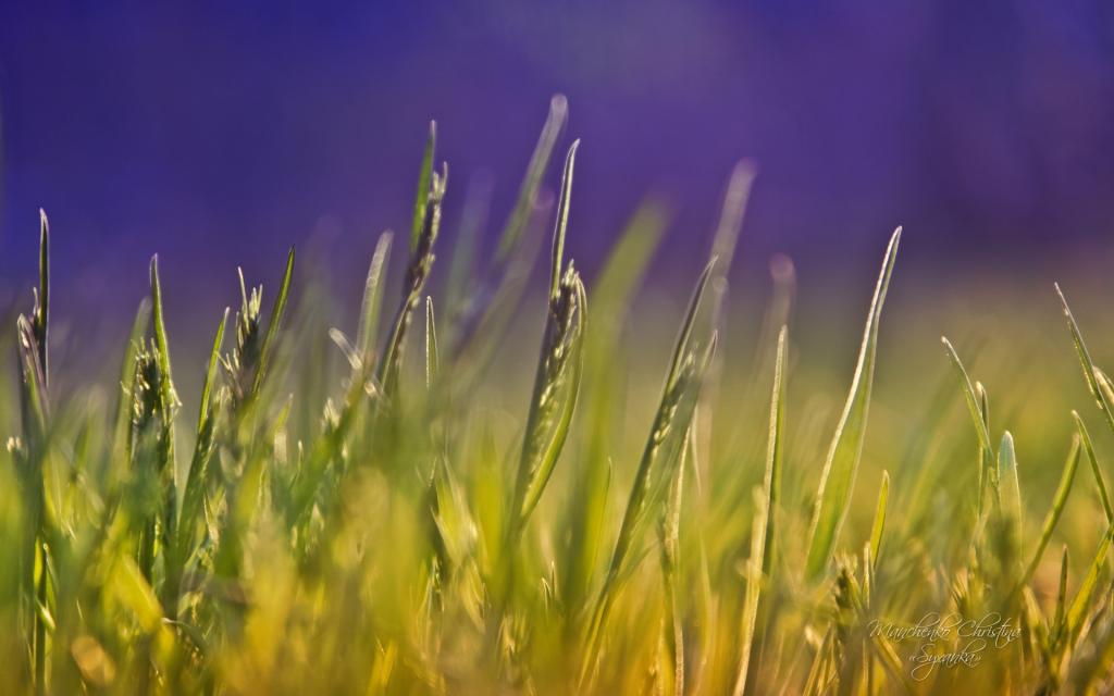 梦一般的花卉植物