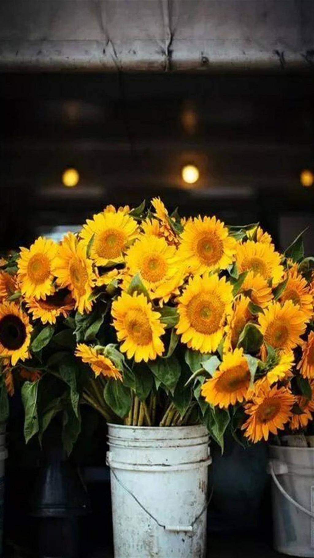 向日葵静物摄影