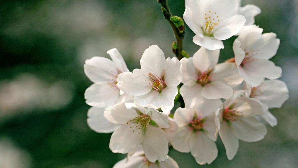 樱花花语(除你之外,别无他爱)