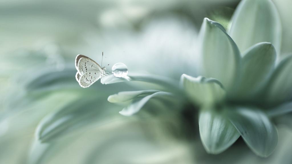 蝴蝶唯美梦幻写真