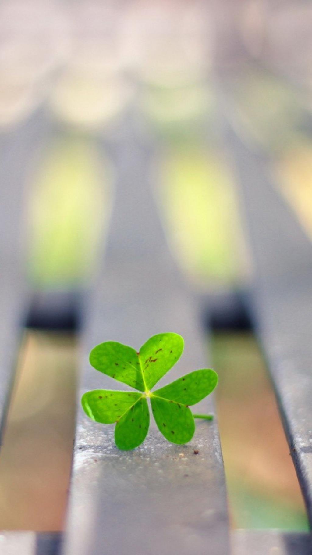 三叶草绿色护眼植物