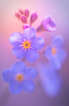 唯美花朵植物摄影-5