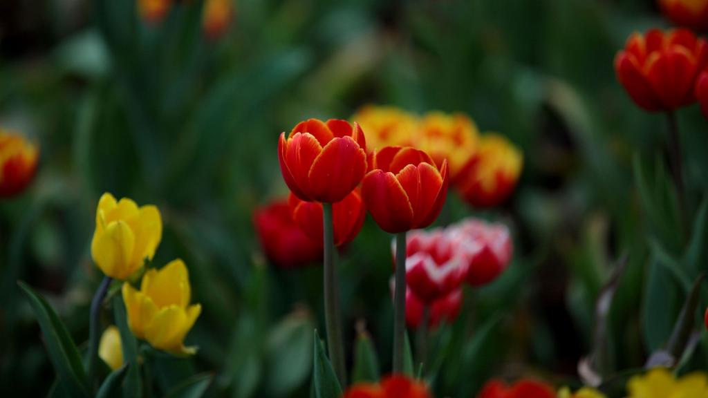 素雅秀丽的郁金香