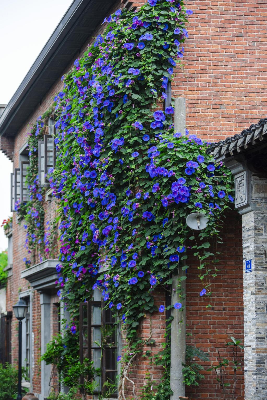 南京古城唯美牵牛花随拍