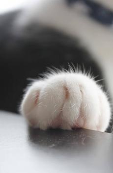 可爱猫爪子