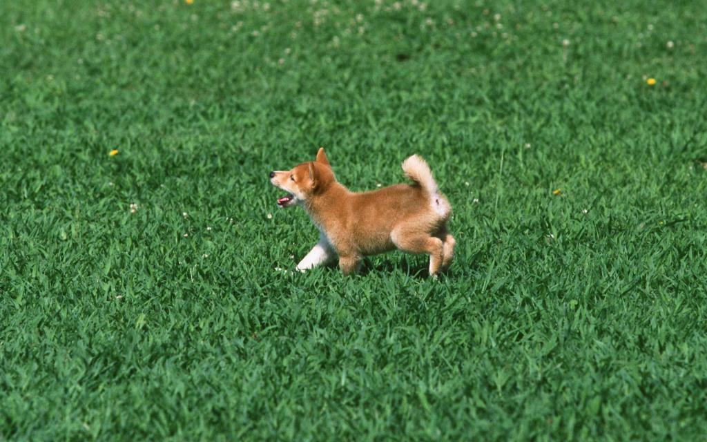 宠物小狗草地玩耍