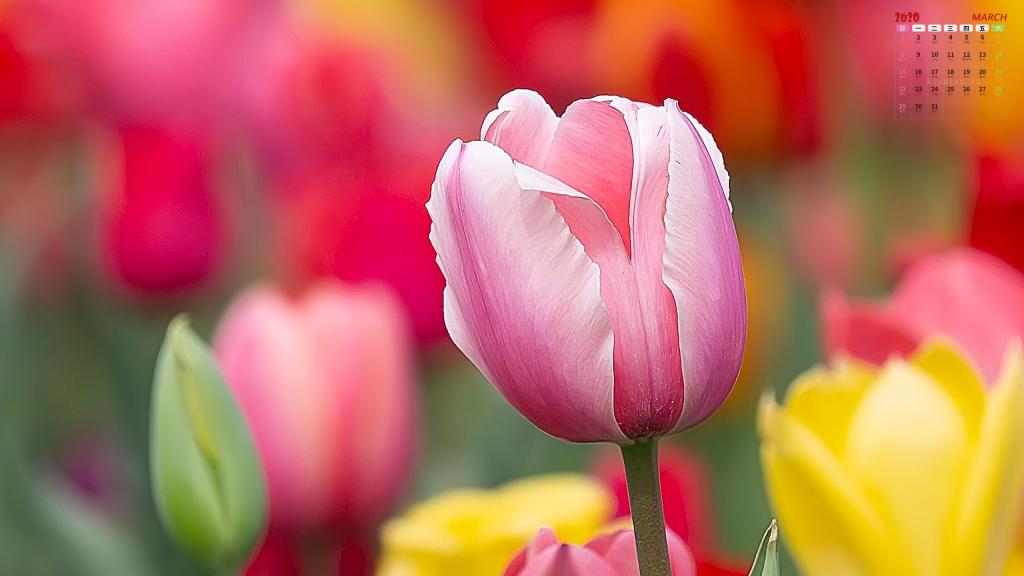 2020年3月郁金香花朵写真日历
