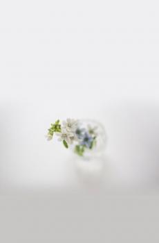 小盆栽的雅趣-0