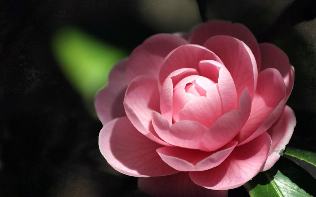 曼佗罗花(山茶花)图片