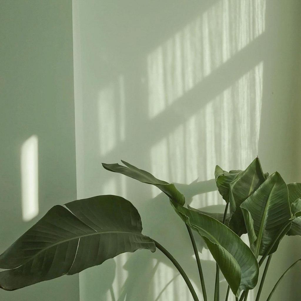 绿色系清新养眼摄影