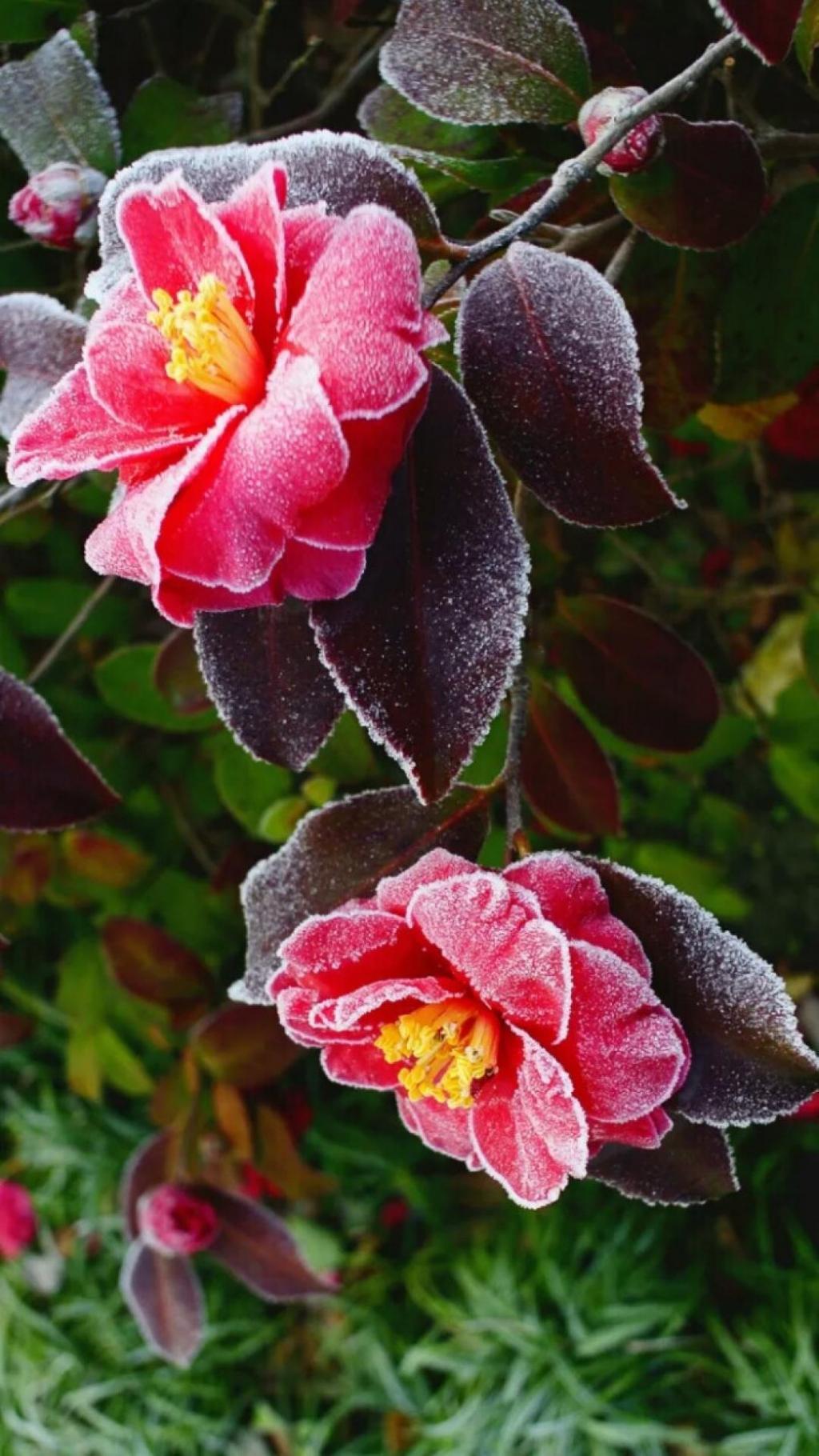 霜降时节的植物