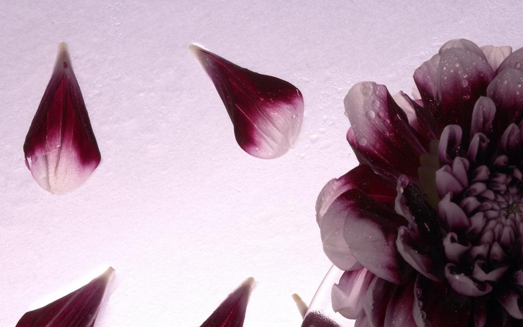 超大优美鲜花特写