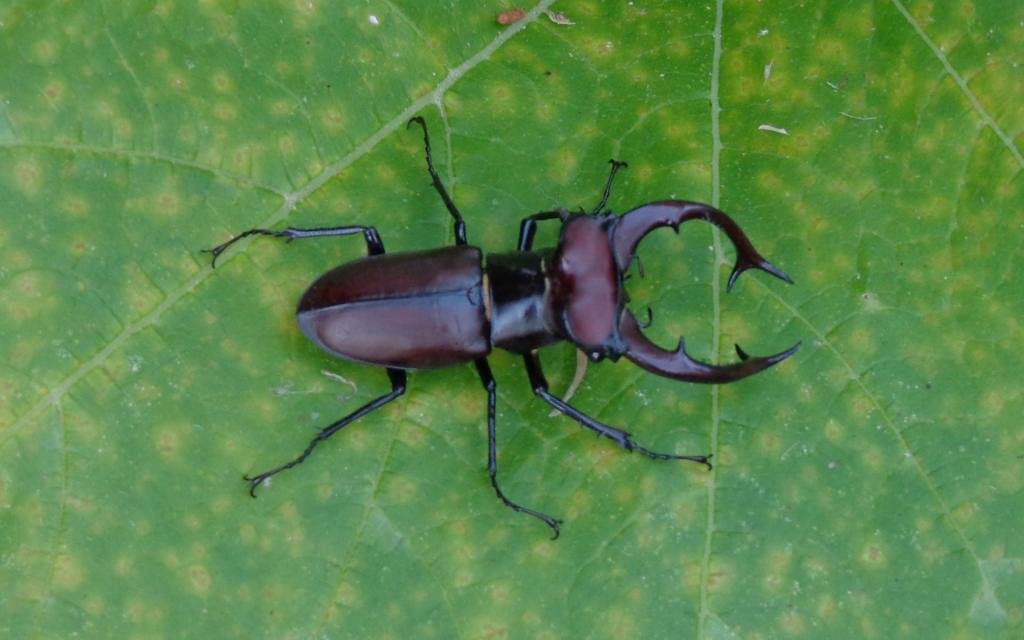 力大惊人的犀牛甲虫