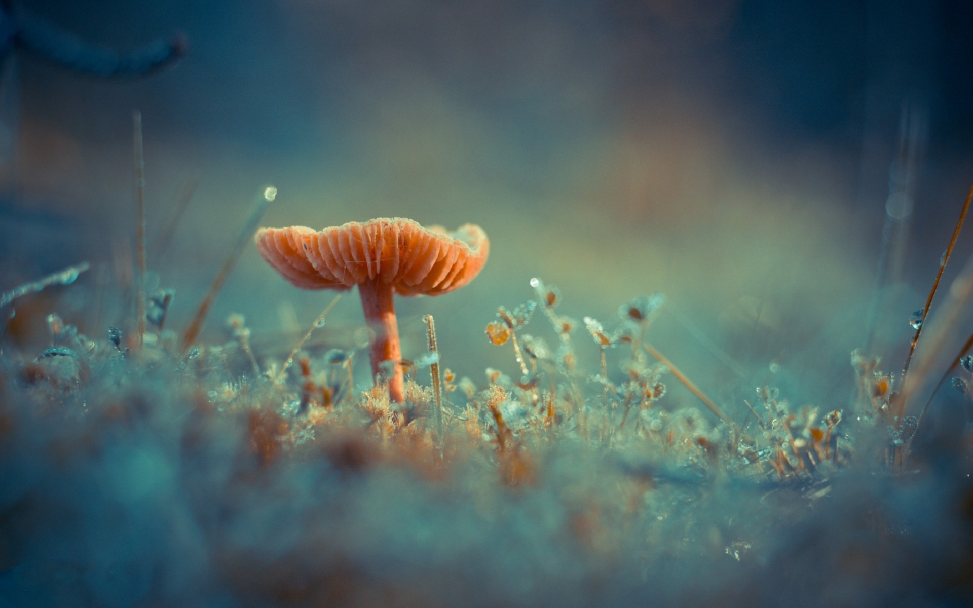 各种野生蘑菇,高清图片,电脑桌面-壁纸族