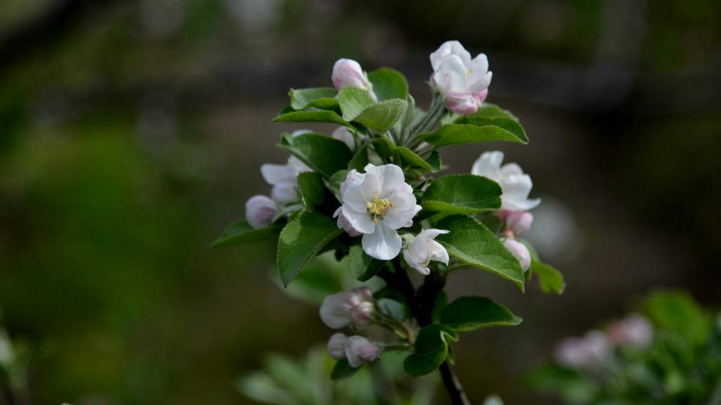 粉白色苹果花图片