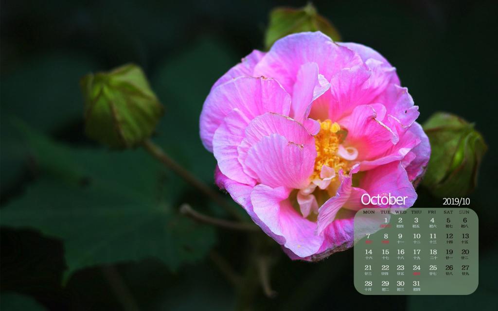 2019年10月纯洁寓意的芙蓉日历