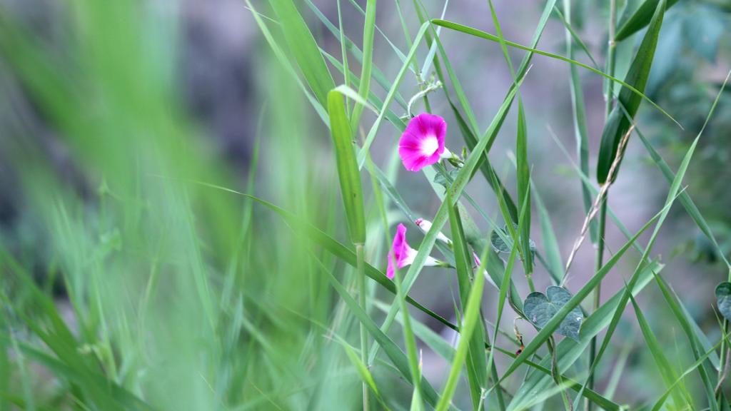 雨后牵牛花